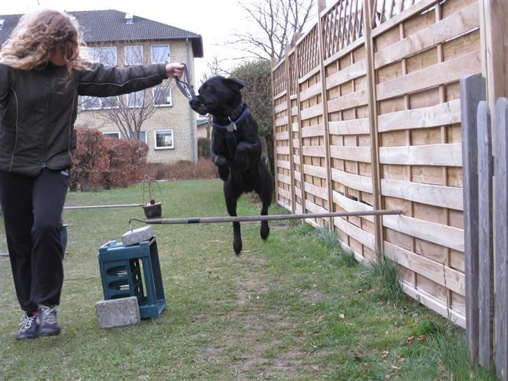 Labrador retriever Sammi R.I.P  - Wee .. Jeg kan flyyve <3 billede 13
