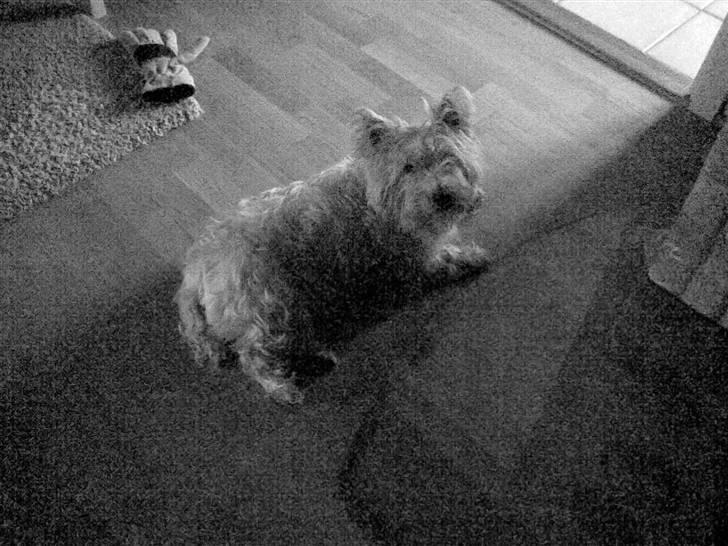 West highland white terrier Bella <33  - Thihi x) Min lille Prinsesse og jeg siger Bey Bey! <3 billede 11