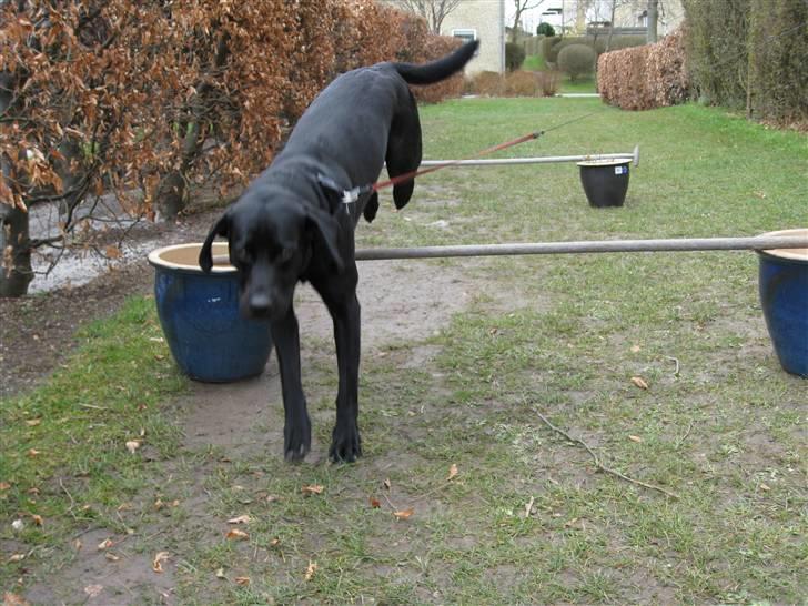 Labrador retriever Sammi R.I.P  - Sikke en grand prix hets jeg er blevet <3 billede 14