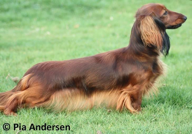 Dværggravhund Ida - 13. april 2009: 14 mdr. gammel billede 18