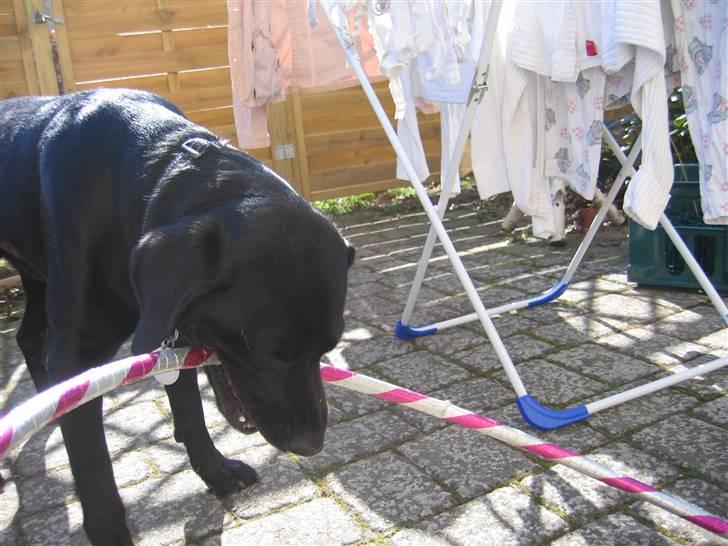 Labrador retriever Sammi R.I.P  - Nam nam ;) billede 15