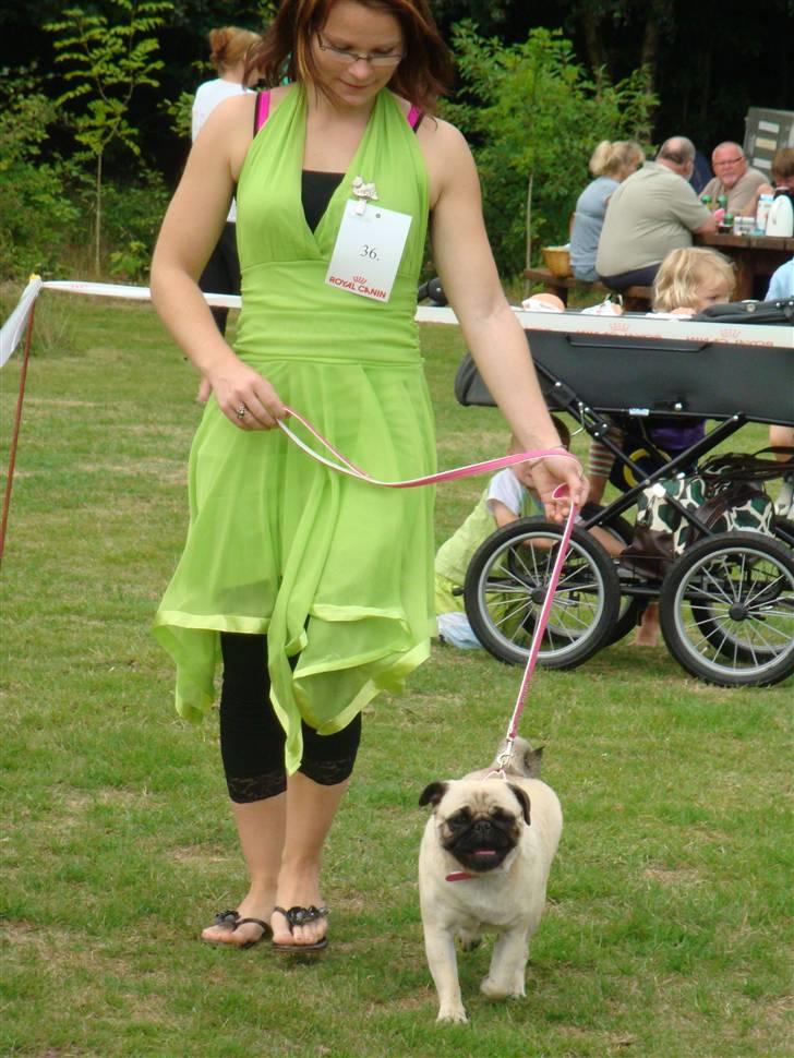 Mops BOTHILDE billede 4