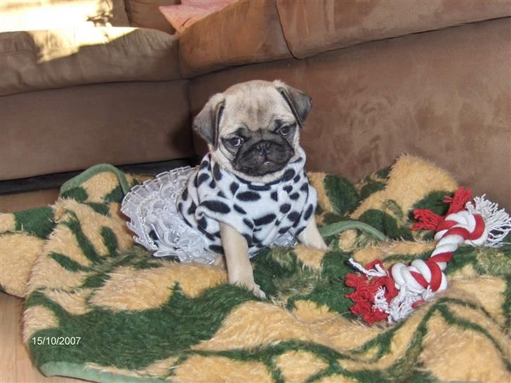 Mops BOTHILDE billede 5