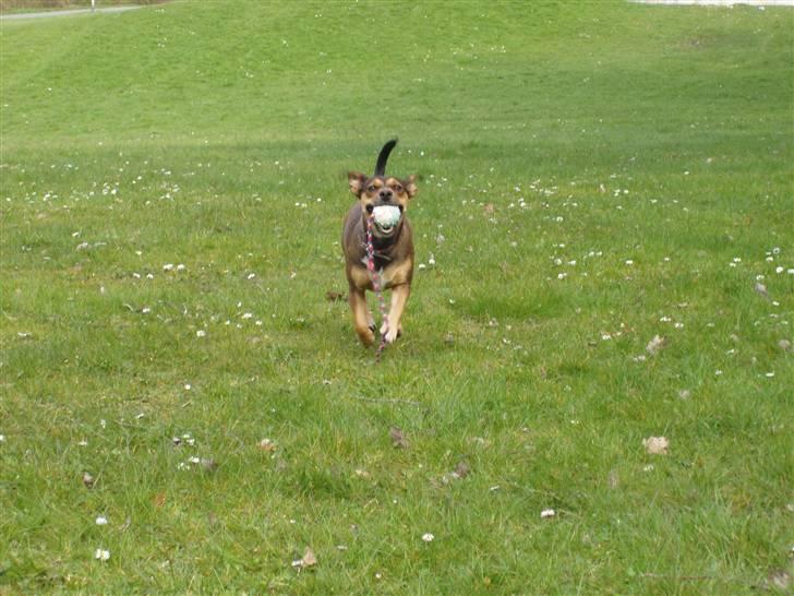 Blanding af racer  d/s gårdhund Tikka RIP - Er så glad for min bold :-), april 2008 billede 13