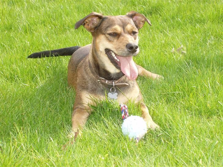 Blanding af racer  d/s gårdhund Tikka RIP - April 2008 billede 14