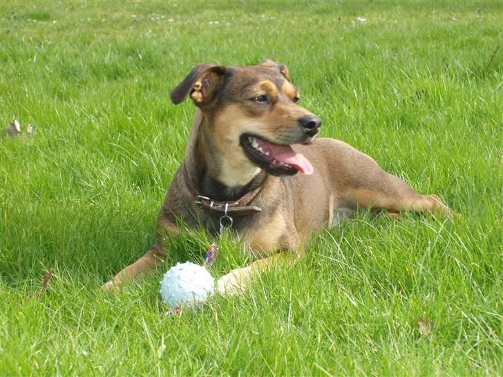 Blanding af racer  d/s gårdhund Tikka RIP - April 2008 billede 15