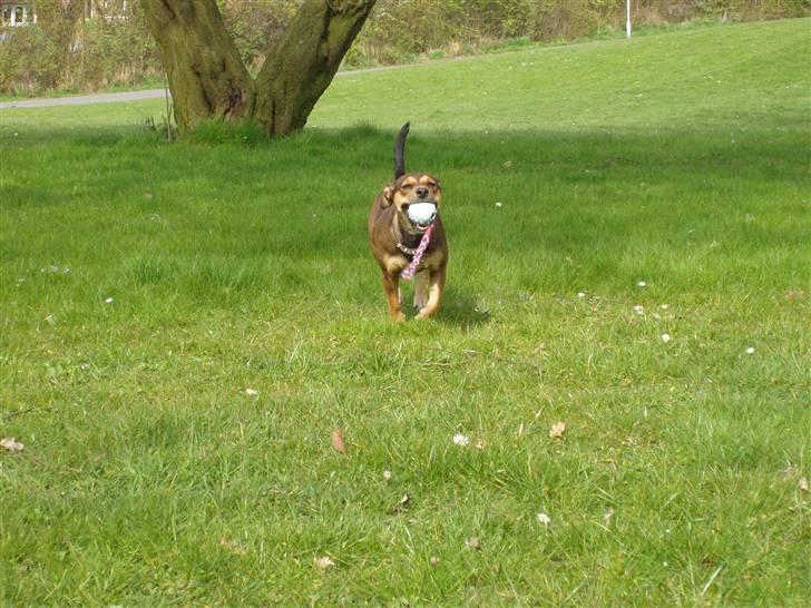 Blanding af racer  d/s gårdhund Tikka RIP - Jeg er på vej hen til dig :-), april 2008 billede 16