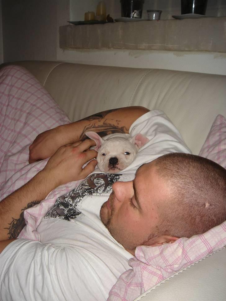 Amerikansk bulldog Valentino billede 3