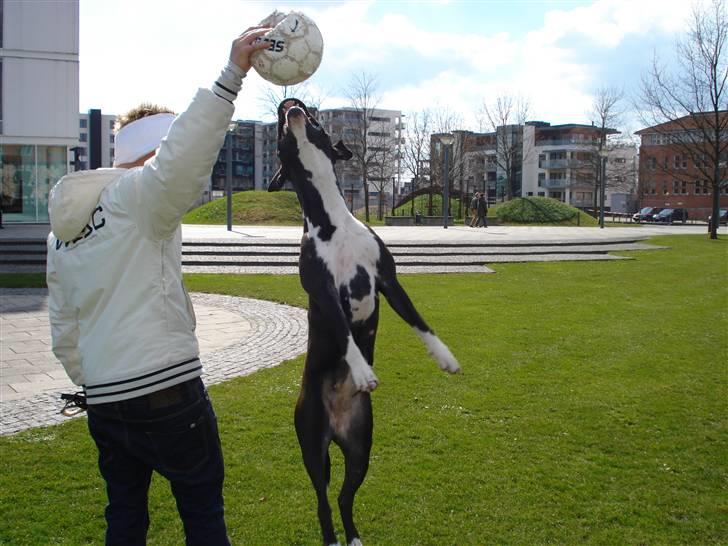 Amerikansk staffordshire terrier BAILY™ billede 15