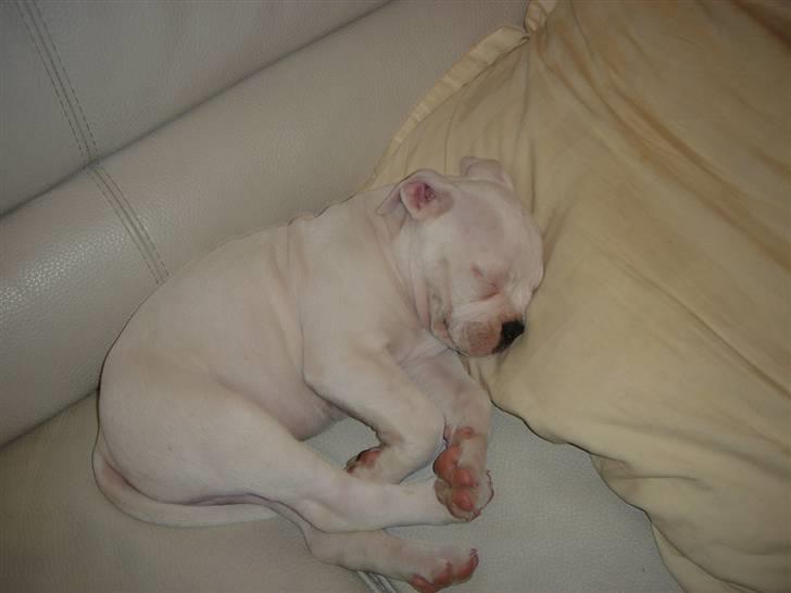 Amerikansk bulldog Valentino billede 4