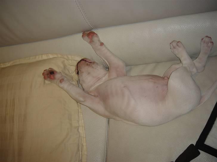 Amerikansk bulldog Valentino billede 5