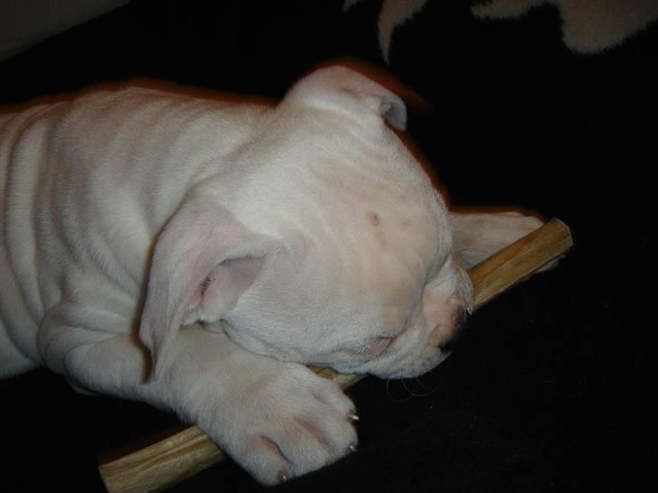 Amerikansk bulldog Valentino billede 6