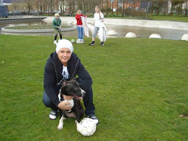 Amerikansk staffordshire terrier BAILY™ billede 16