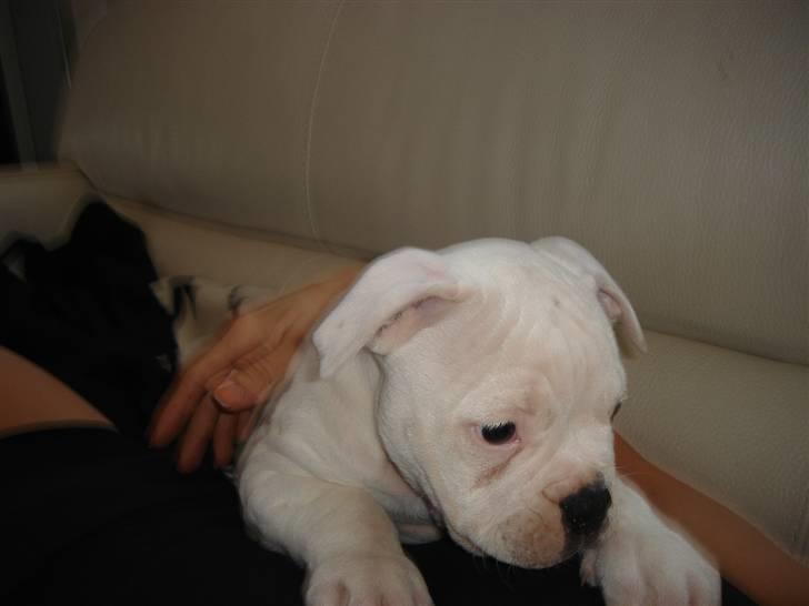 Amerikansk bulldog Valentino billede 7