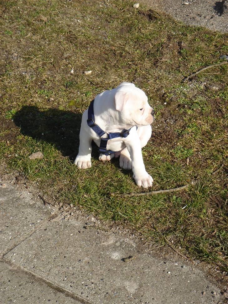 Amerikansk bulldog Valentino billede 8