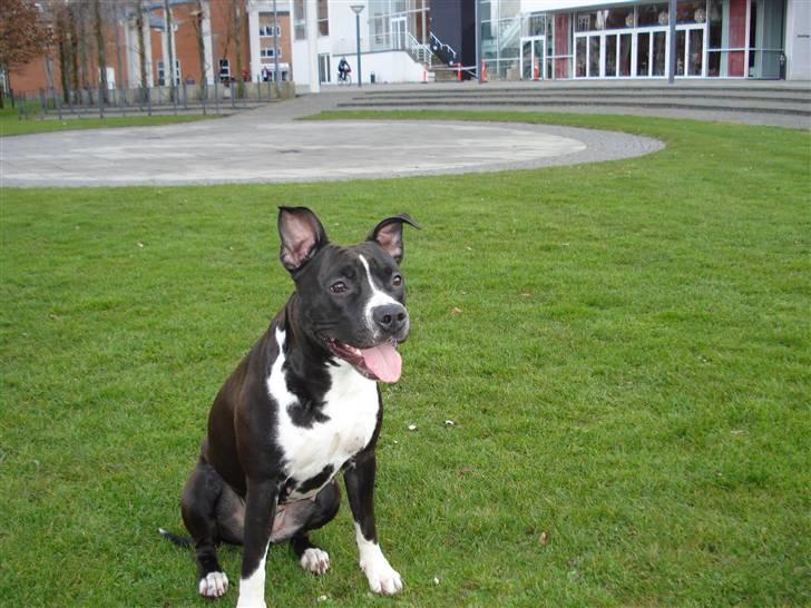 Amerikansk staffordshire terrier BAILY™ billede 17