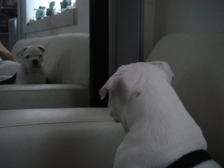 Amerikansk bulldog Valentino billede 9