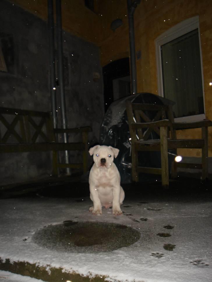 Amerikansk bulldog Valentino billede 10