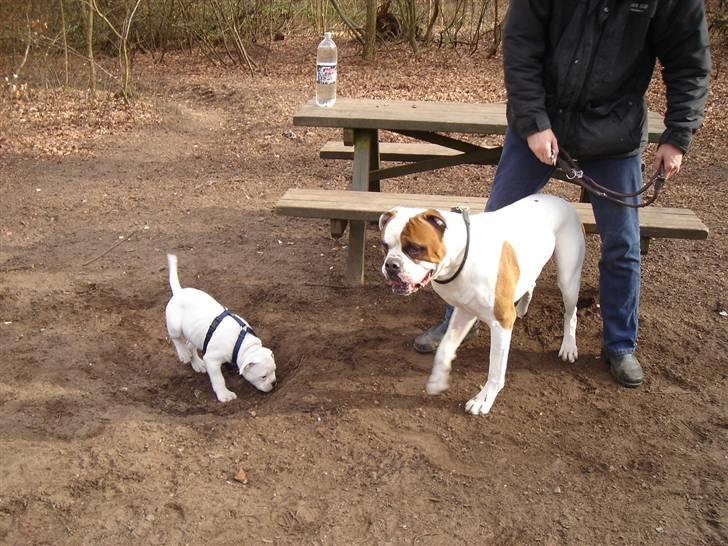 Amerikansk bulldog Valentino billede 11