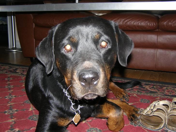 Rottweiler Fie - YES, de tager billeder af mig :D billede 11