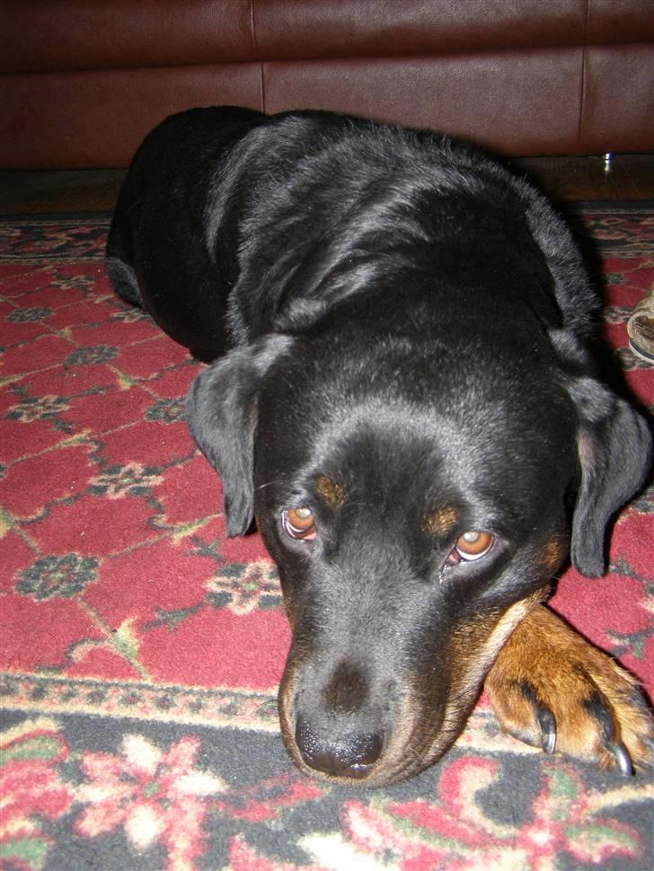 Rottweiler Fie - Øøøøøv, ikke nogle godbid :( billede 12