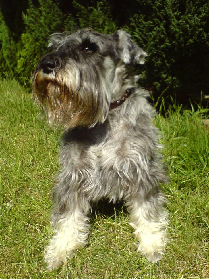 Dvaergschnauzer Superman - Søde Super i haven billede 2