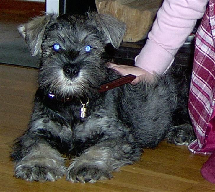 Dvaergschnauzer Superman - Superman 2 måneder gammel billede 3