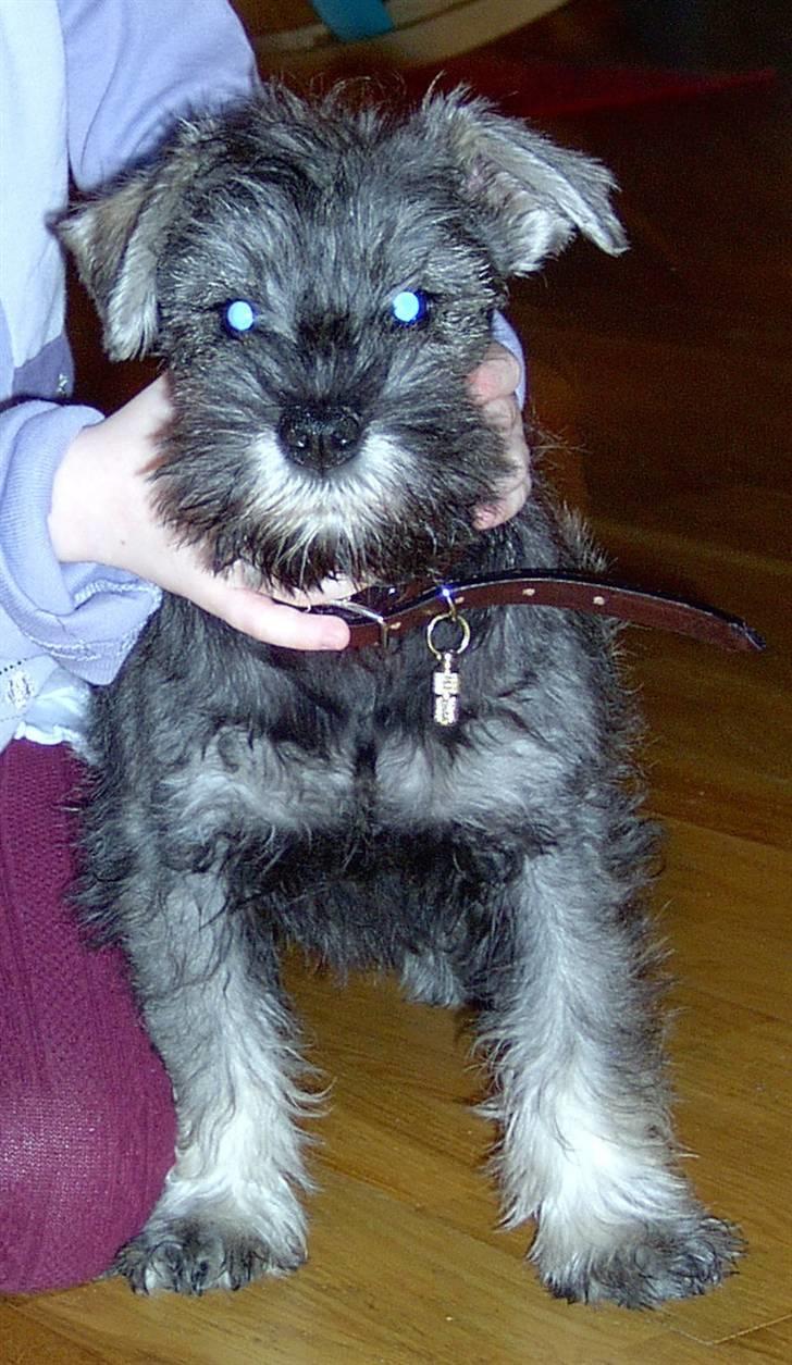 Dvaergschnauzer Superman - 2 måneder, sikke nogen øjne! han ligner jo en rumhund billede 4