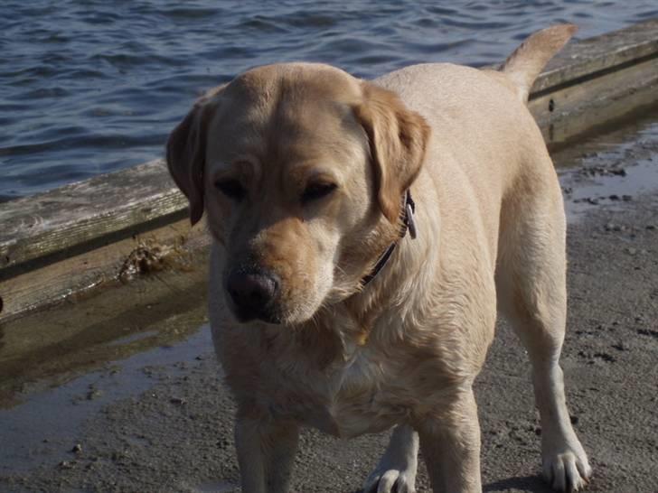 Labrador retriever Nala billede 1