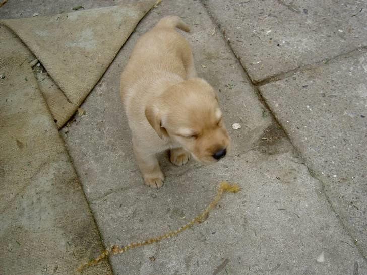 Labrador retriever Nala billede 2