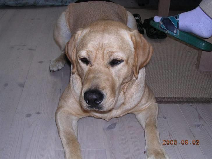 Labrador retriever Nala billede 3