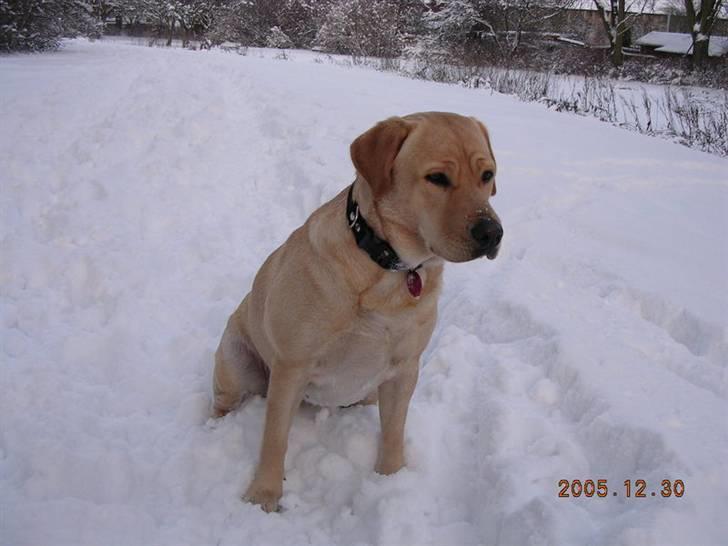 Labrador retriever Nala billede 4