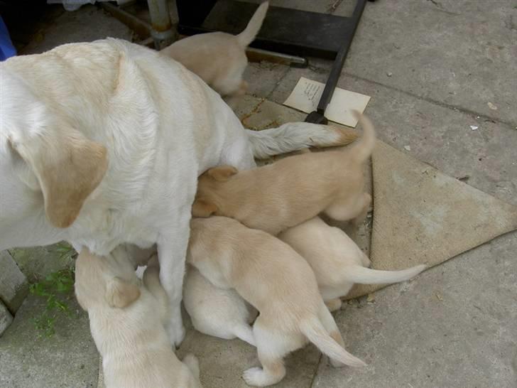 Labrador retriever Nala billede 5