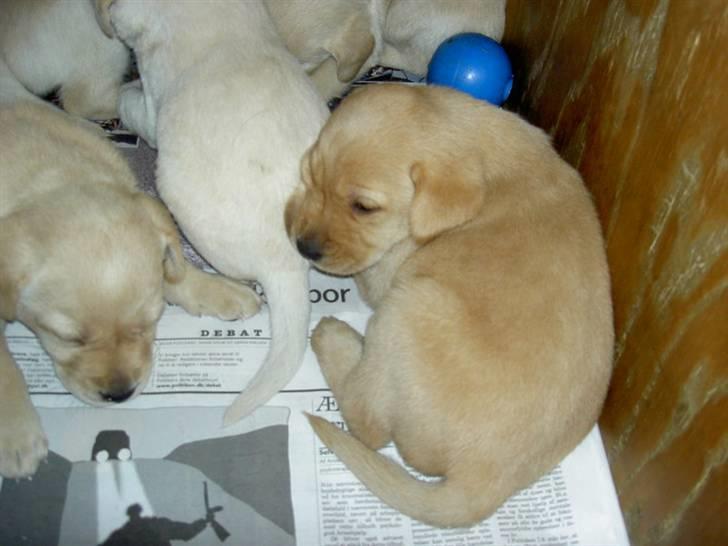 Labrador retriever Nala billede 6