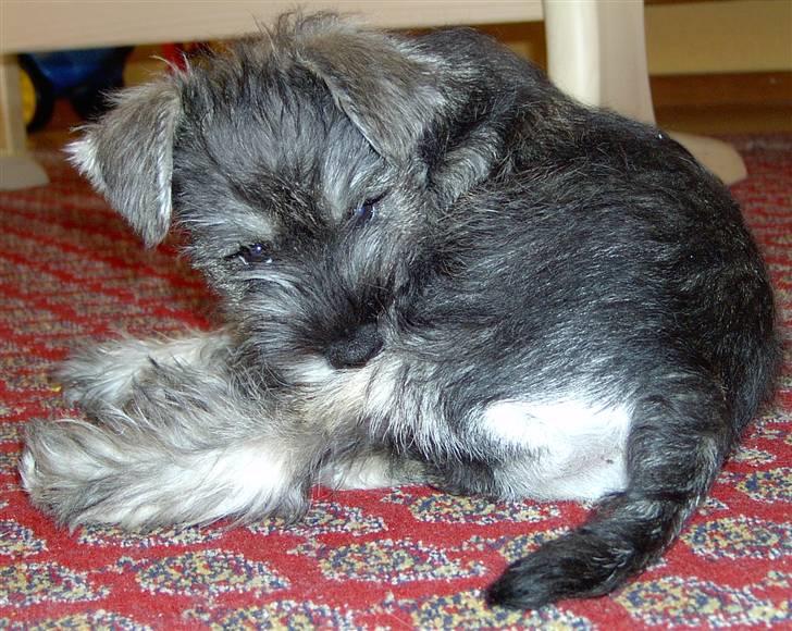 Dvaergschnauzer Superman - Superman da han var 3 måneder gammel. Er han ikke bare sød og nuttet? billede 5