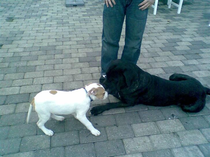 Blanding af racer INKA billede 15