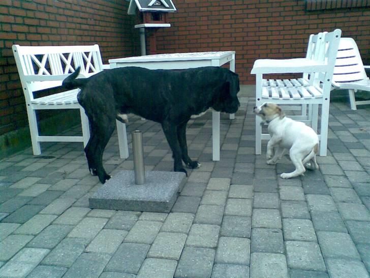 Blanding af racer INKA billede 16