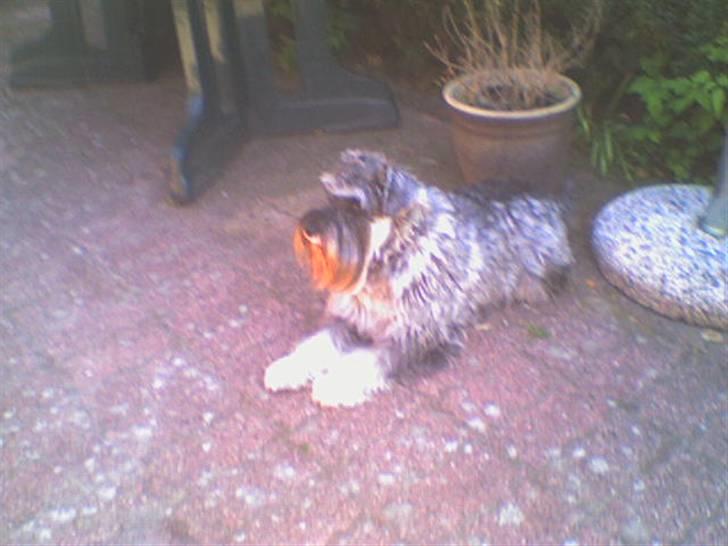 Dvaergschnauzer Superman - Superman i solen. Undskyld kvaliteten billede 6