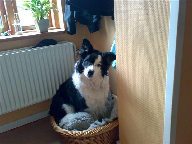 Border collie Sera - Min søde Sera<´33,.- billede 12