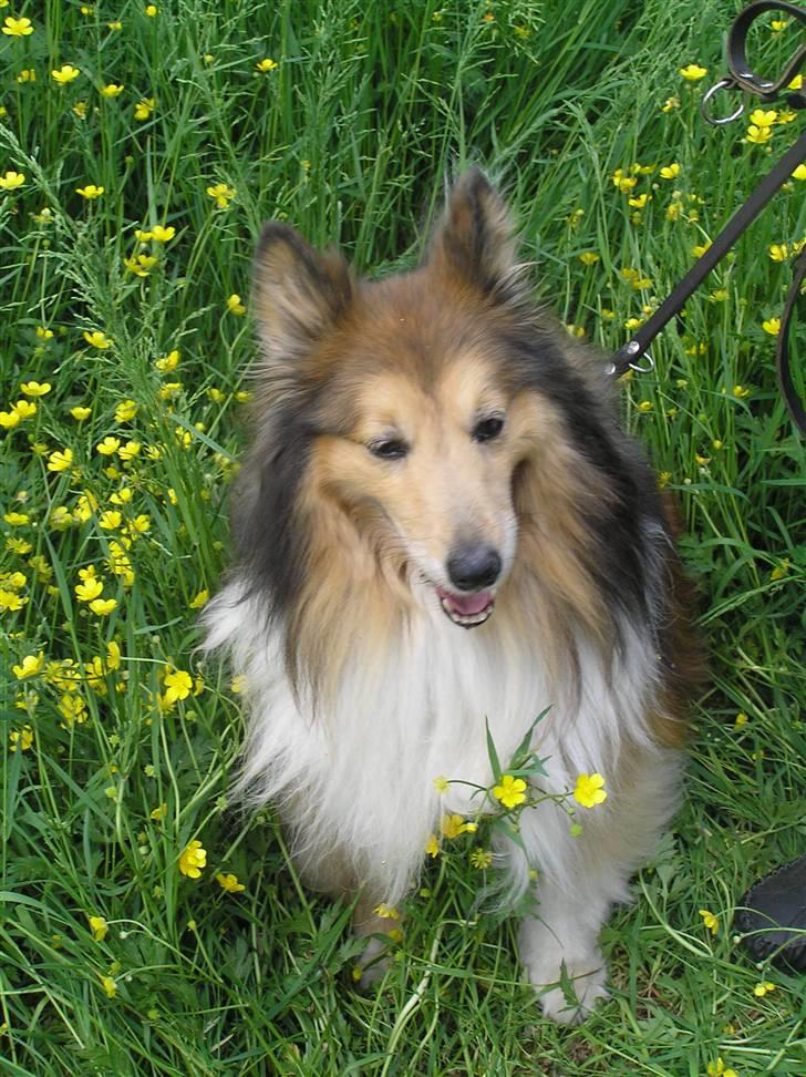 Shetland sheepdog mikkel  (DØD) billede 19