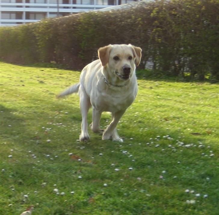 Labrador retriever Holmgrens Hunters Coca billede 11