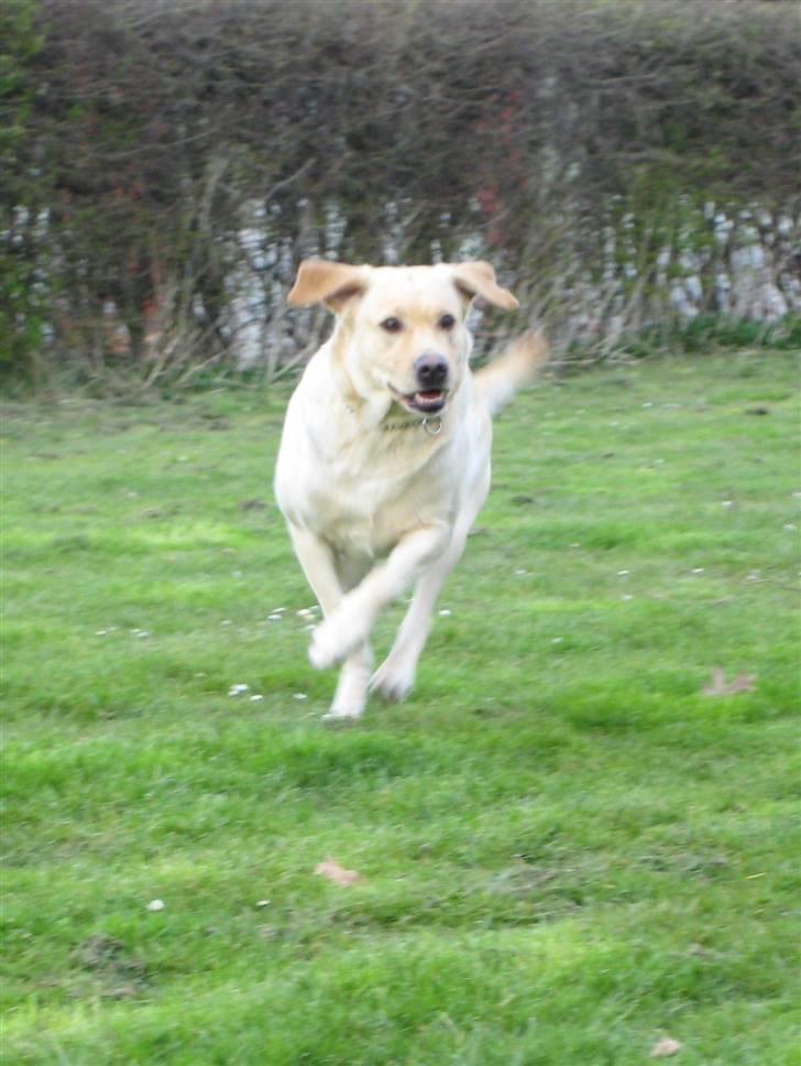 Labrador retriever Holmgrens Hunters Coca billede 12