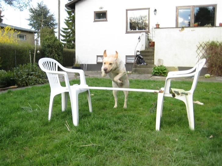 Labrador retriever Holmgrens Hunters Coca billede 13