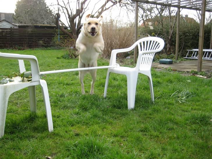 Labrador retriever Holmgrens Hunters Coca billede 14