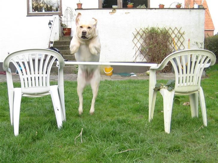 Labrador retriever Holmgrens Hunters Coca billede 15