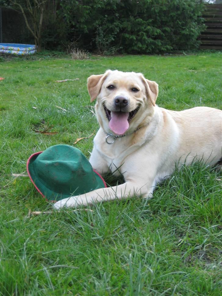 Labrador retriever Holmgrens Hunters Coca billede 16