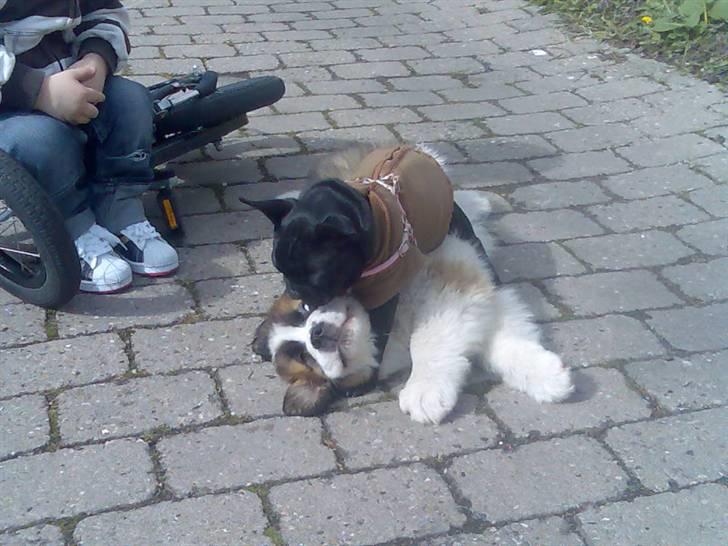 Fransk bulldog Ducal - Det er ikke størrelsen det kommer an på...:) billede 9