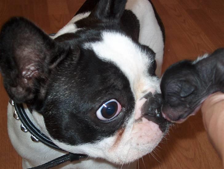 Fransk bulldog  Alle 5. W+W+L+L+T  :-)  billede 17