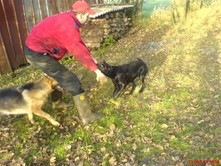 Schæferhund Aika - Aika og hendes veninde Molli leger med Thomas billede 16