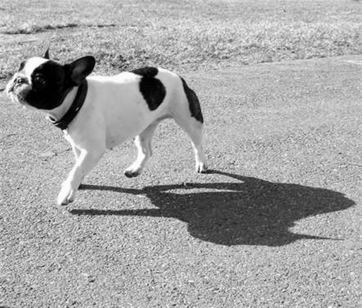 Fransk bulldog  Alle 5. W+W+L+L+T  :-)  billede 19